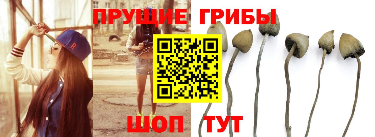 Псилоцибиновые грибы Psilocybine cubensis Лесосибирск
